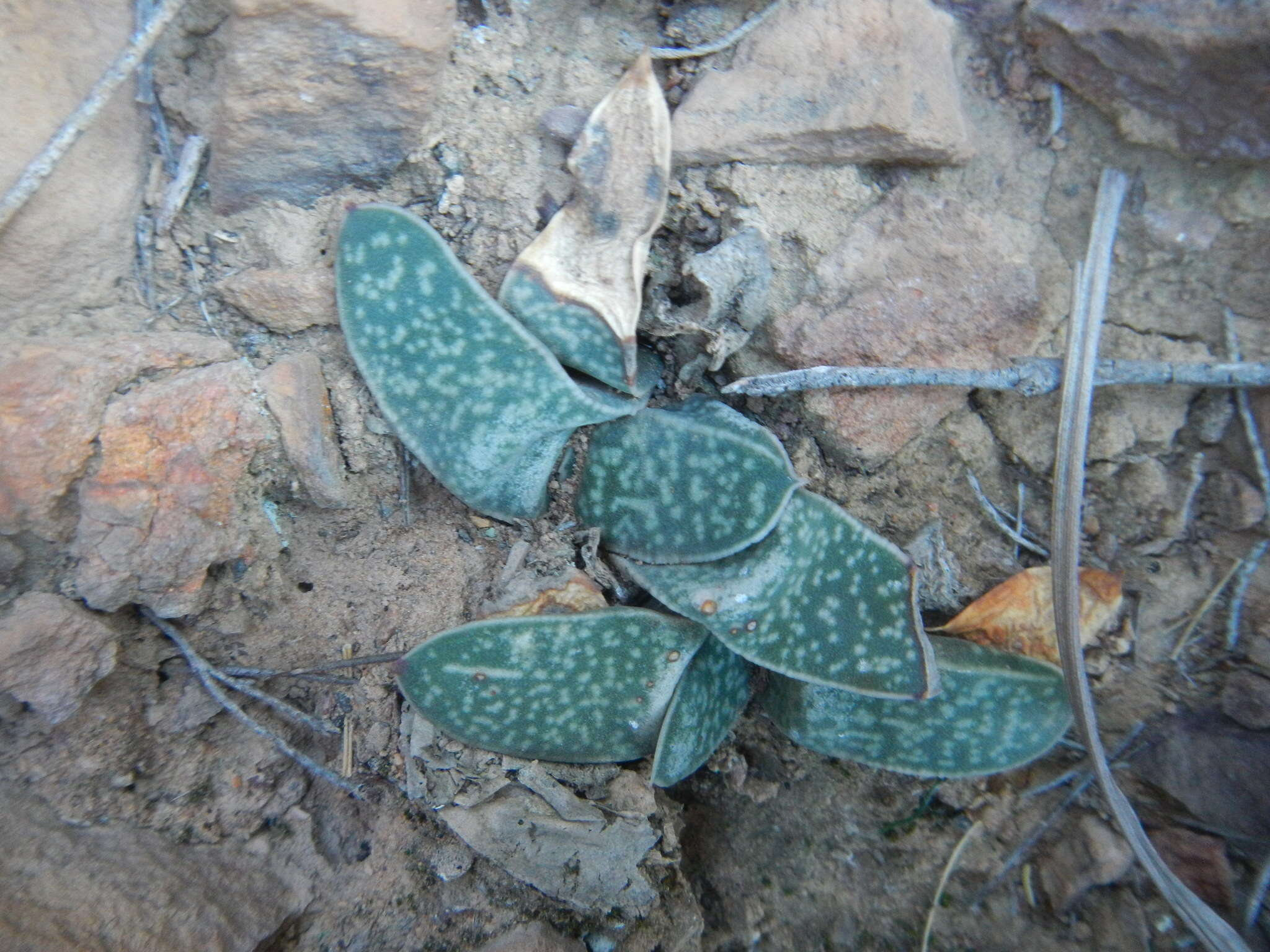 Image of Gasteria vlokii van Jaarsv.