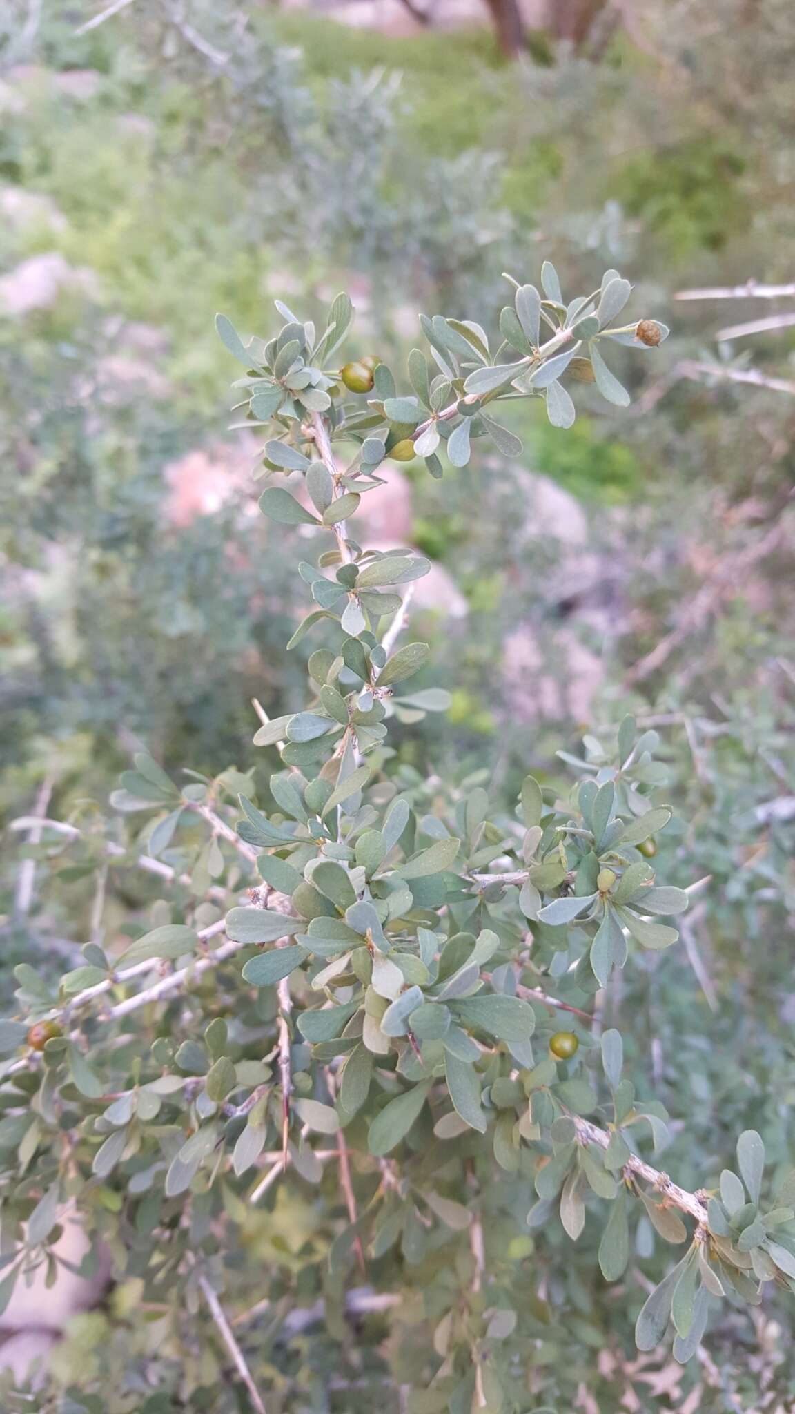 Image of desert olive