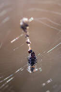 Image of Trashline orbweaver