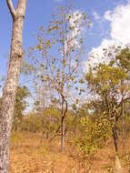 Sivun Terminalia platyphylla F. Müll. kuva