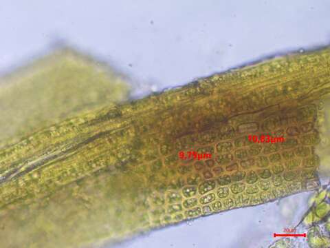 Image of Rhabdoweisia fugax Bruch & W. P. Schimper ex B. S. G. 1846