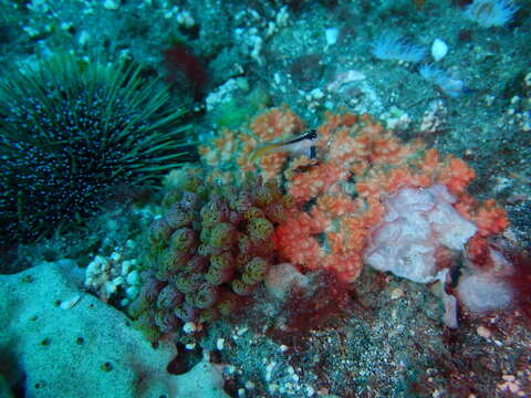 Image of Yellow-and-black Triplefin