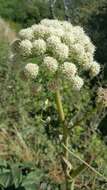 Image of Henderson's angelica