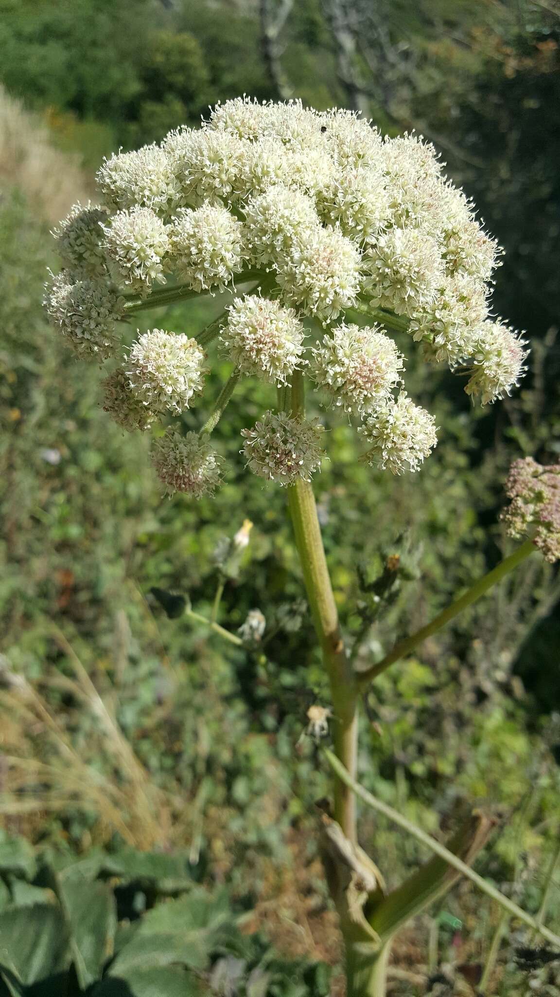 Image of Henderson's angelica