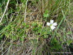 صورة Cerastium nutans Raf.