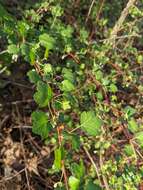 Image of granite gooseberry