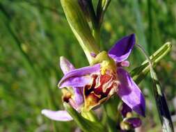 Image of Ophrys apifera var. curviflora A. Soulié