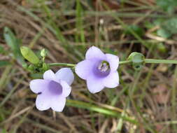 Image of Calolisianthus