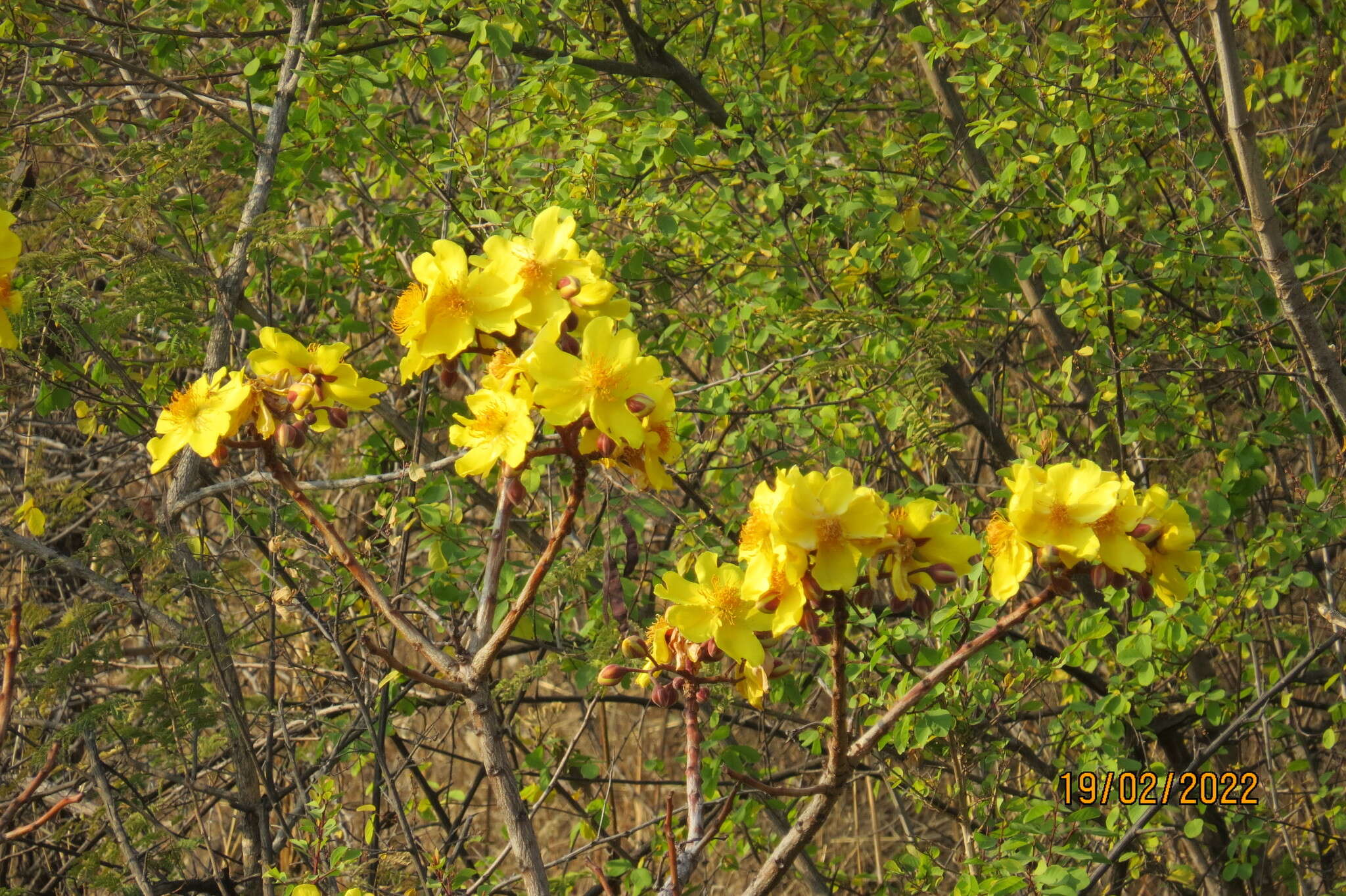 Cochlospermum religiosum (L.) Alston resmi