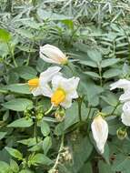 Image of Solanum chacoense Bitter