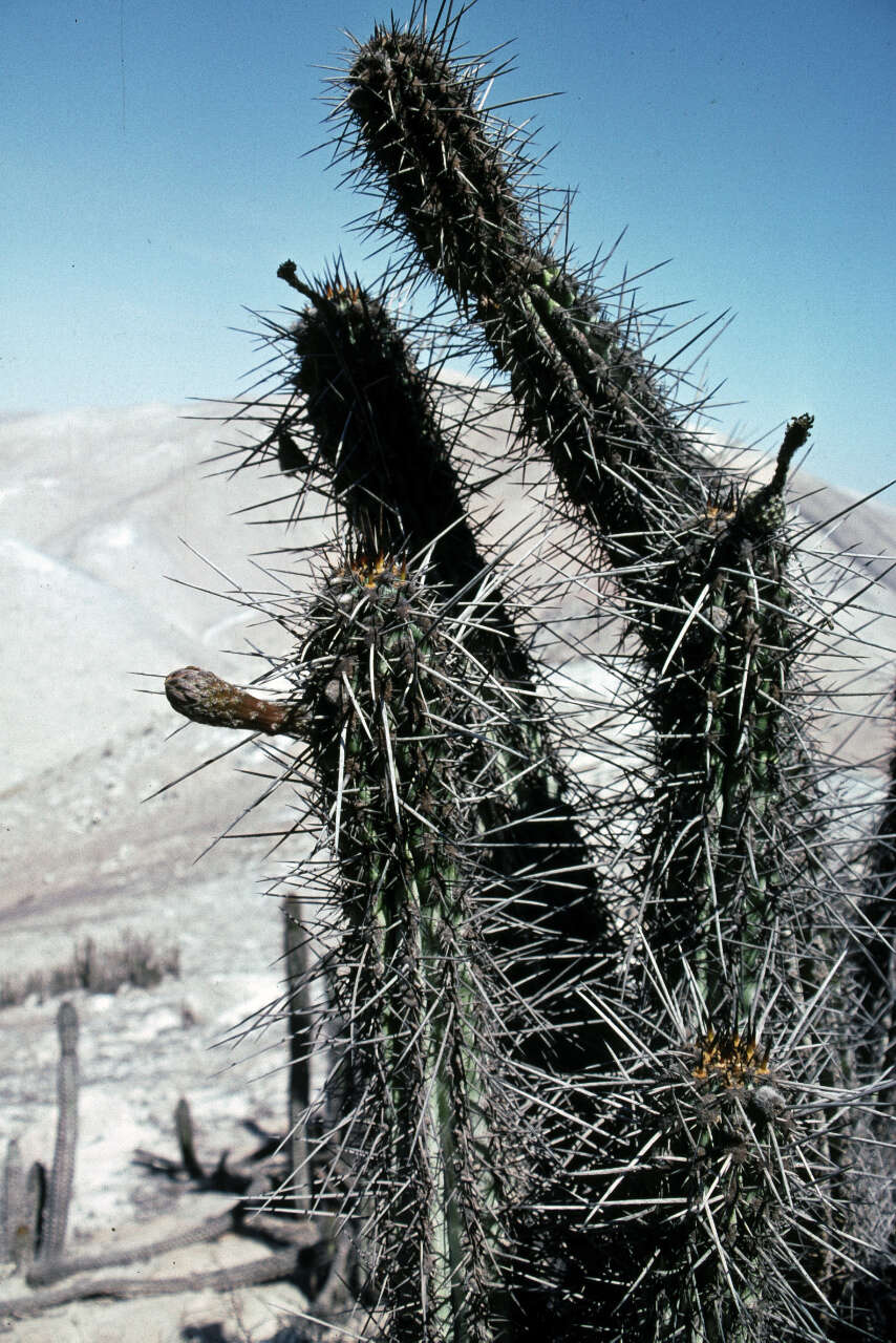 Image de Weberbauerocereus cephalomacrostibas (Werderm. & Backeb.) F. Ritter