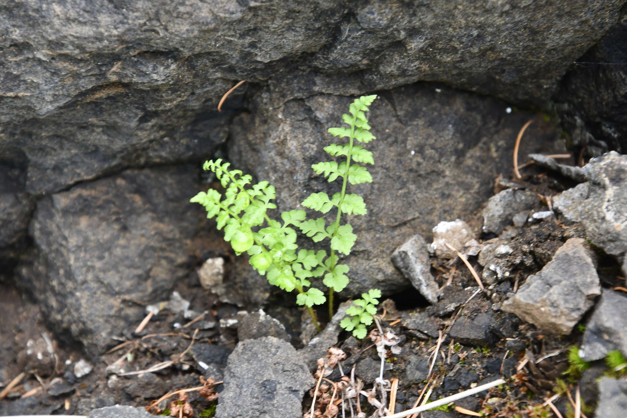 Image of Cystopteris dickieana R. Sim