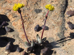 Crassula namaquensis subsp. lutea (Schönl.) Tölken resmi