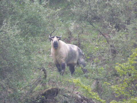 Image of Sichuan takin