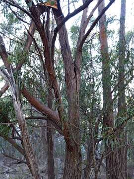 Image de Eucalyptus eugenioides Sieber ex Spreng.