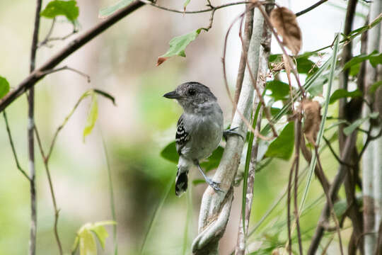 Image of Planalto Slaty Antshrike