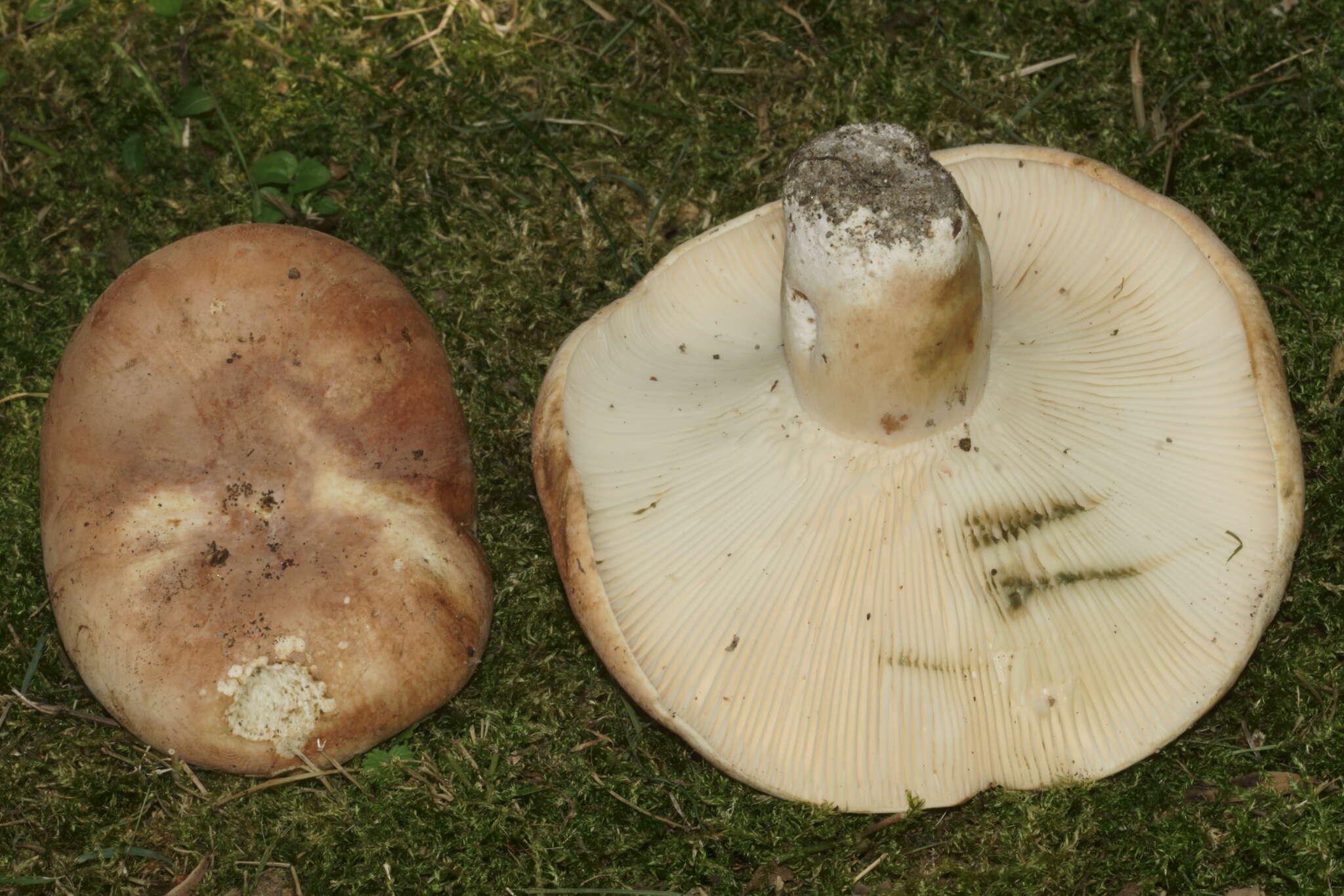 Image of Lactifluus allardii (Coker) De Crop 2012