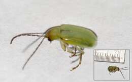 Image of Northern Corn Rootworm