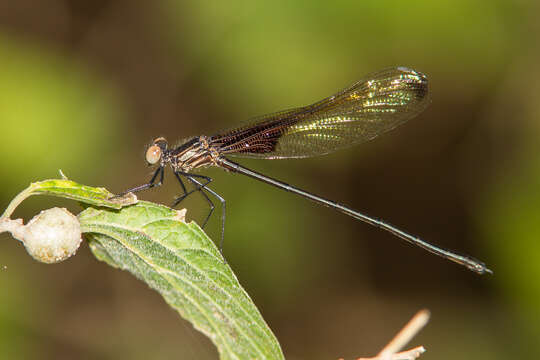 Image of Smoky Rubyspot