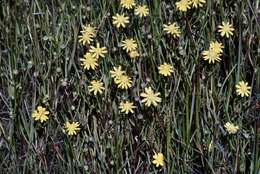 Image of baker's stickyseed