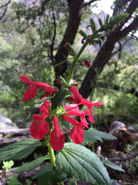 Stachys coccinea Ortega resmi