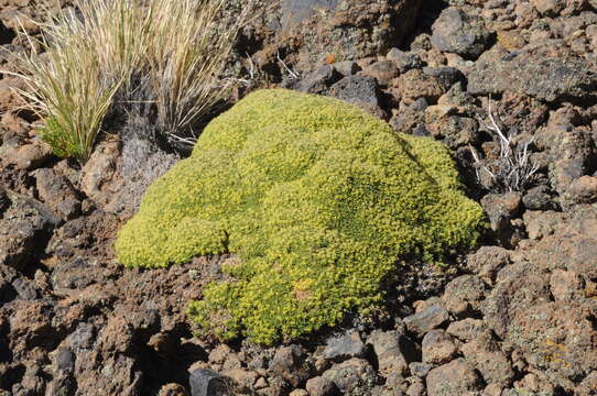 Image of Azorella valentini