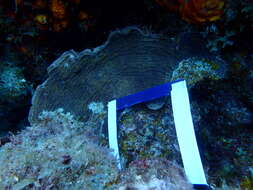 Image of Tube Coral