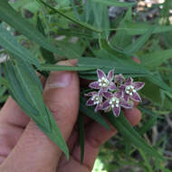 Sivun Funastrum cynanchoides var. hartwegii (Vail) A. Krings kuva