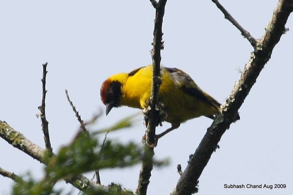 Image of Brown-capped Weaver