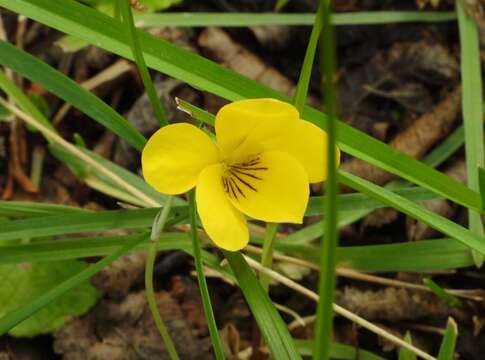 Image de Viola magellanica Forst. fil.