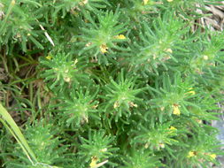 Image of Ground-pine