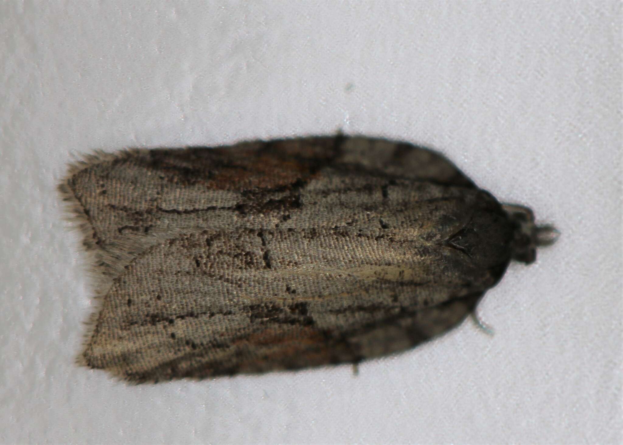 Image of Acleris ptychogrammos Zeller 1875