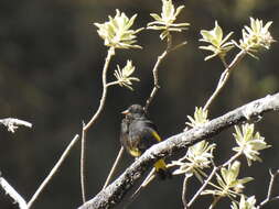 Image of Black Siskin