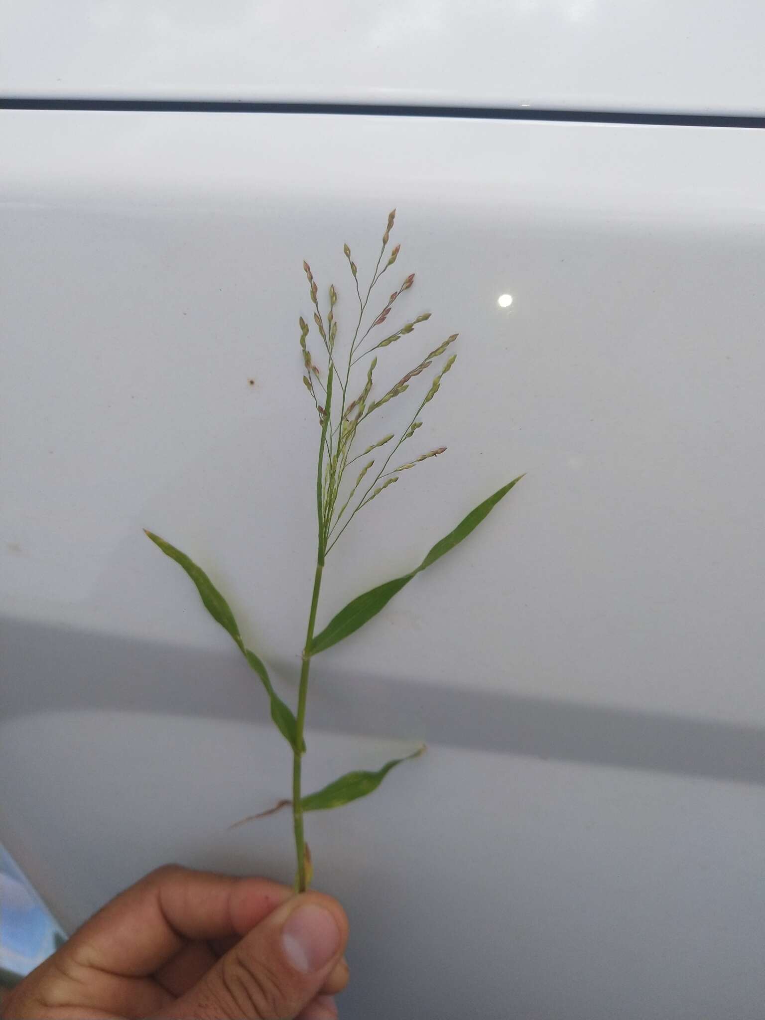 Image of Mexican panicgrass