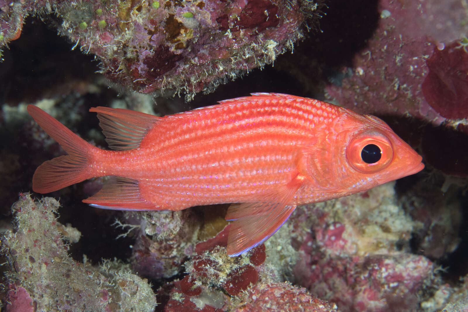 Image of Pink squirrelfish