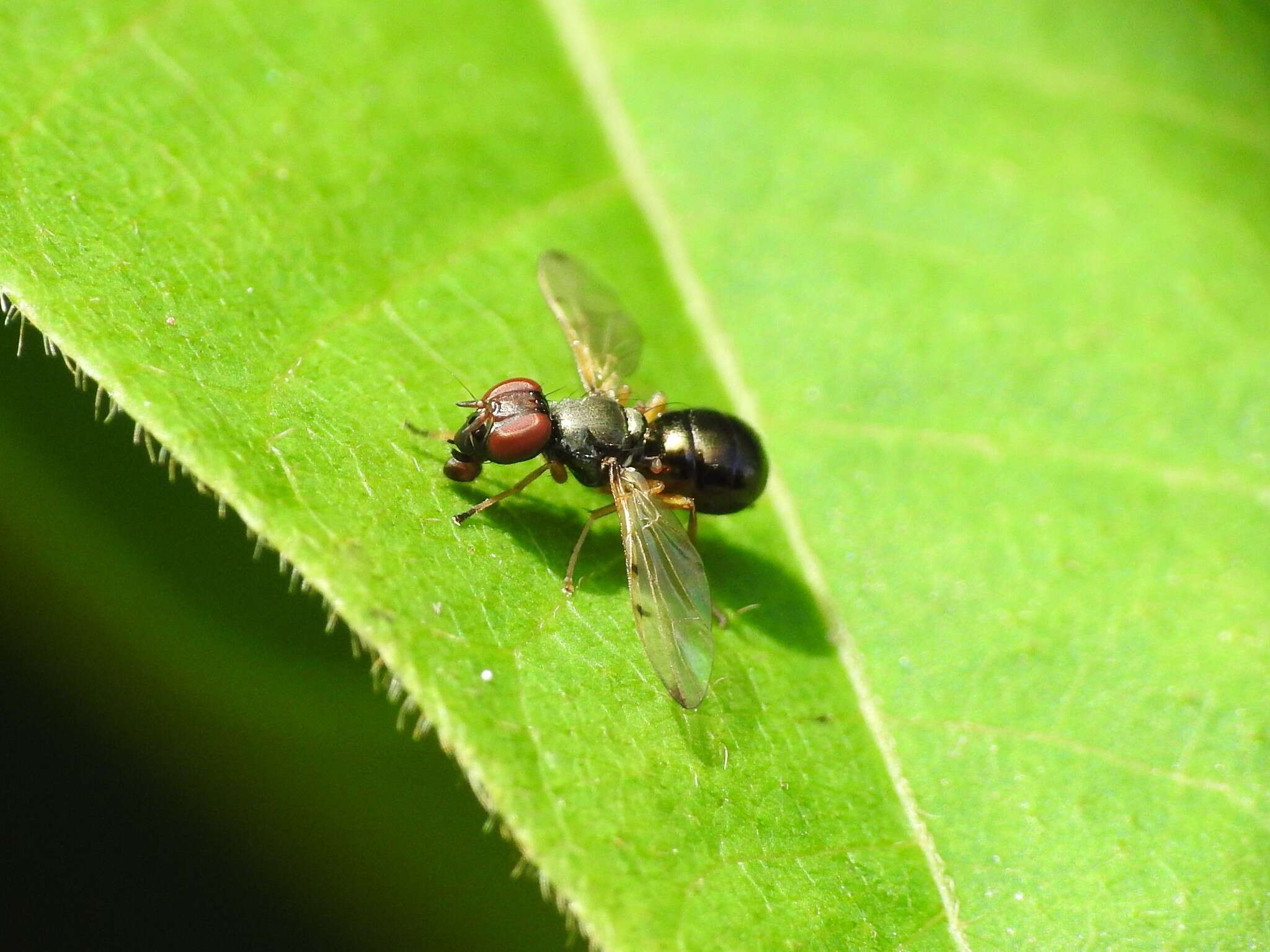 Image of Rivellia maculipennis (Bigot 1886)