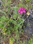 Image of regal pelargonium