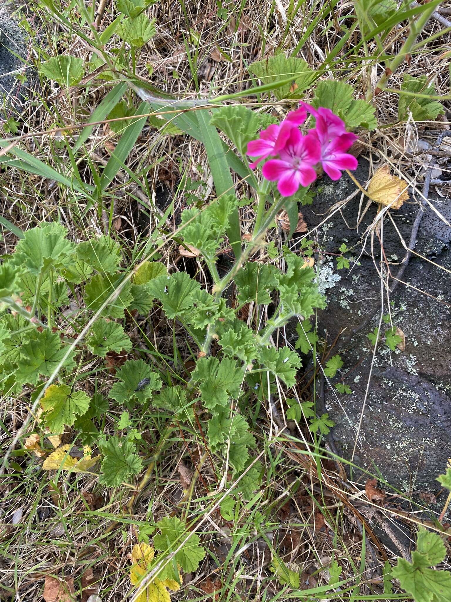 Image of regal pelargonium