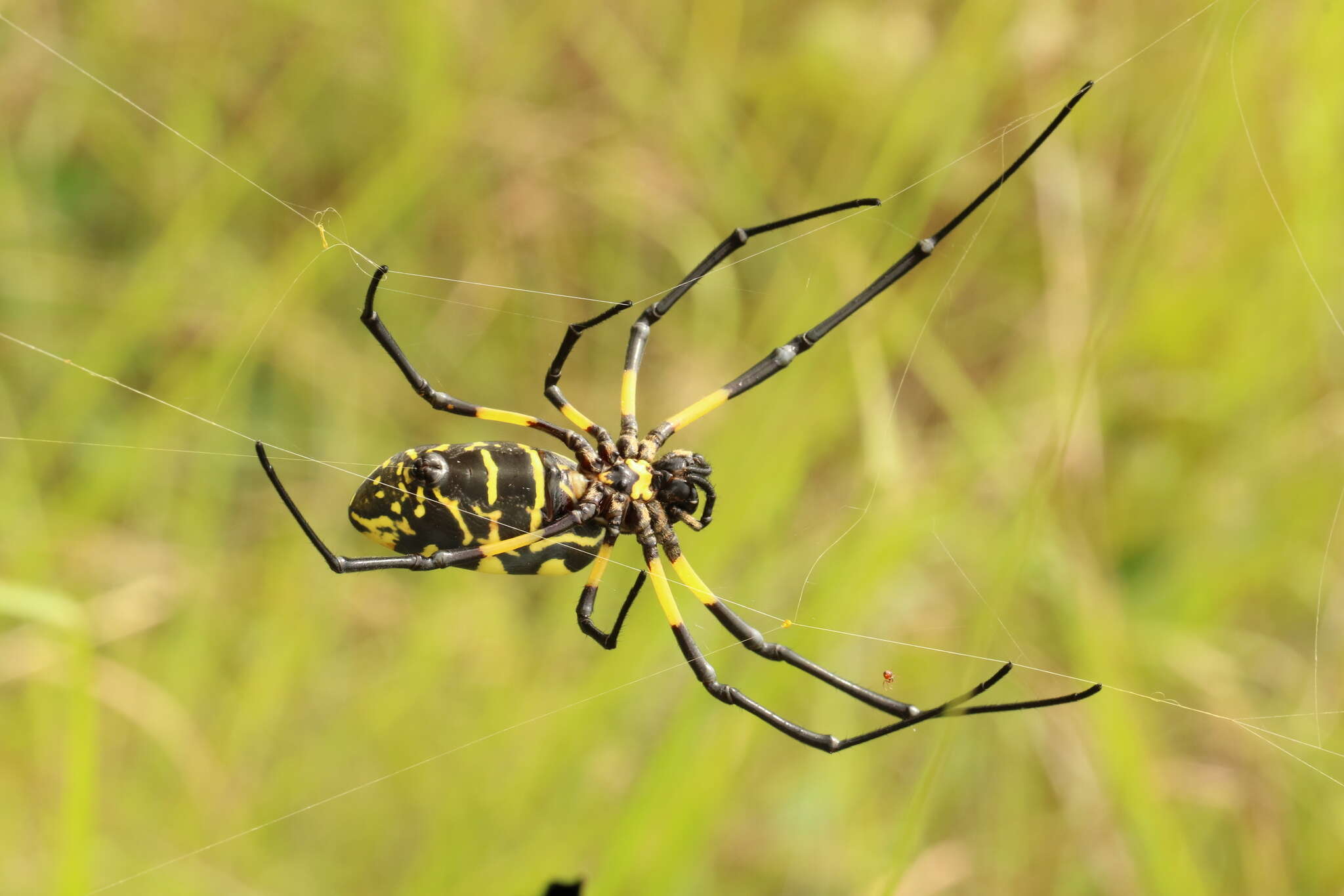 صورة Trichonephila turneri (Blackwall 1833)