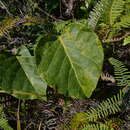 Image of Parsonsia crebriflora Baill.