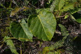 Image of Parsonsia crebriflora Baill.