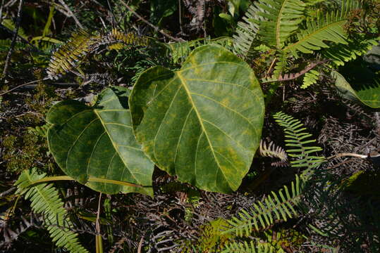 Image of Parsonsia crebriflora Baill.