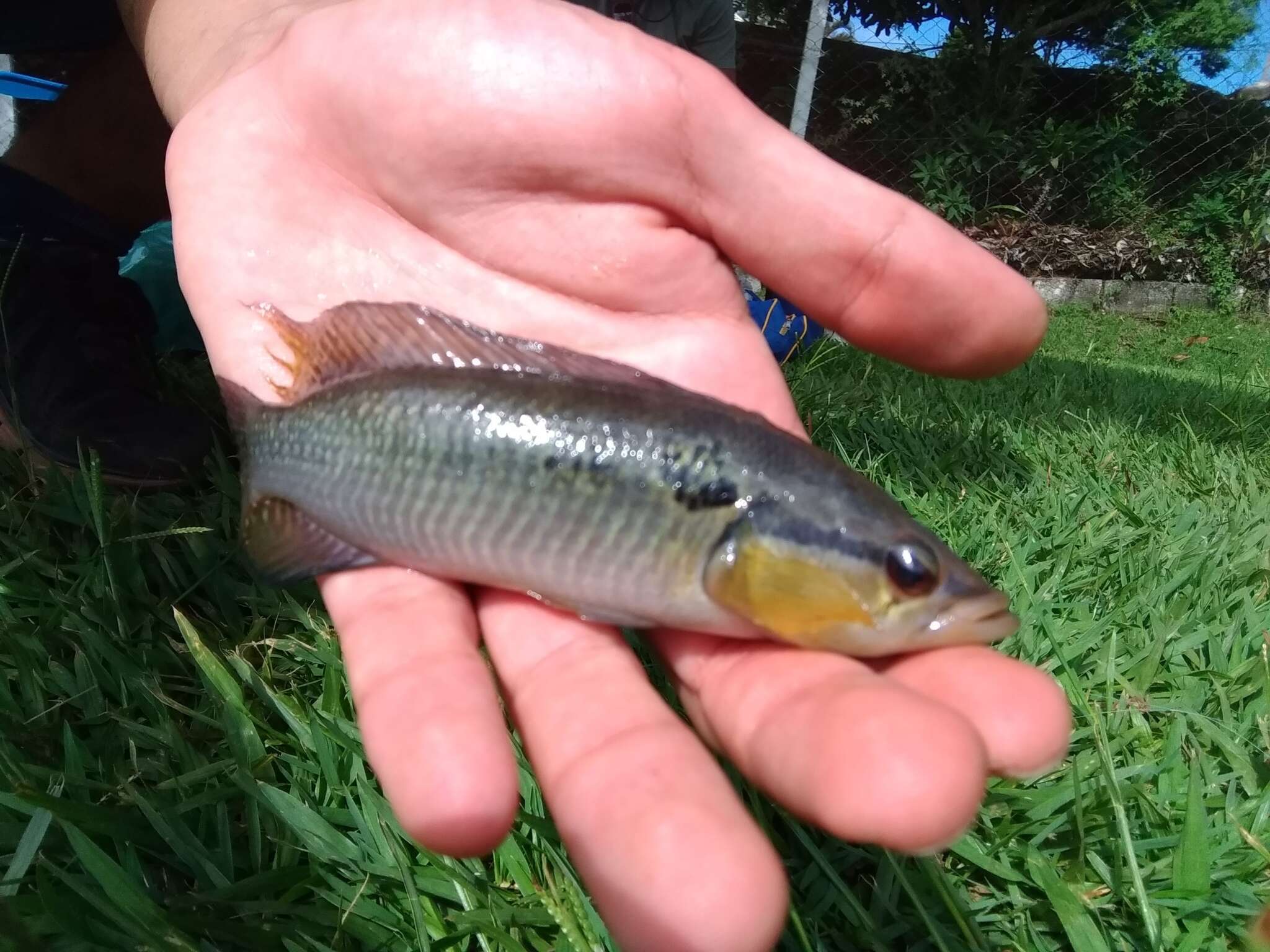 Image of Crenicichla britskii Kullander 1982