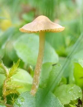 Imagem de Galerina graminea (Velen.) Kühner 1935