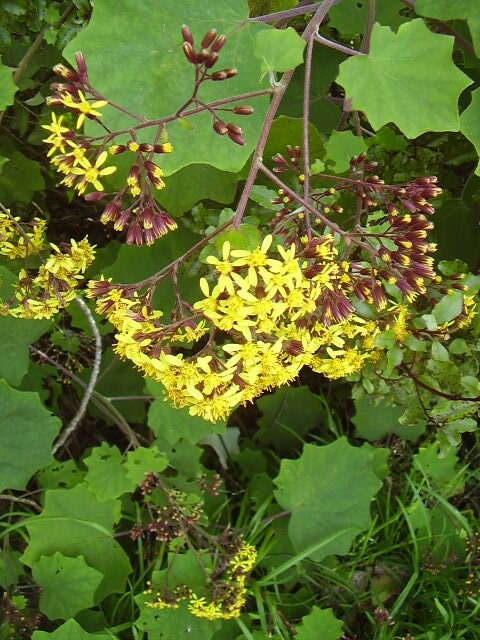 Image of velvet groundsel