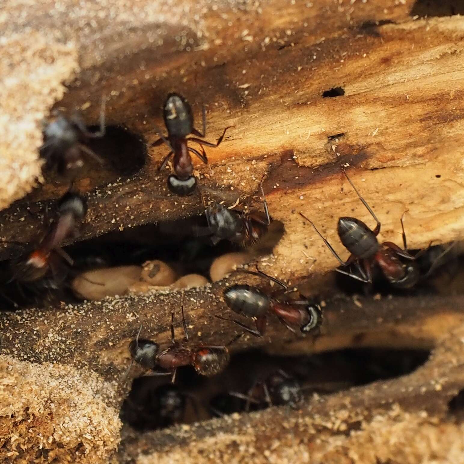 Слика од Camponotus ligniperdus (Latreille 1802)