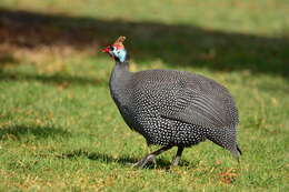 Image of Numida meleagris coronatus Gurney Sr 1868