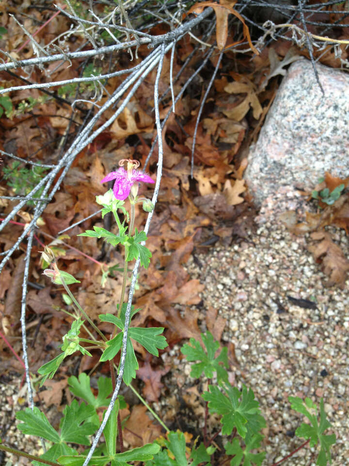 Image of pineywoods geranium