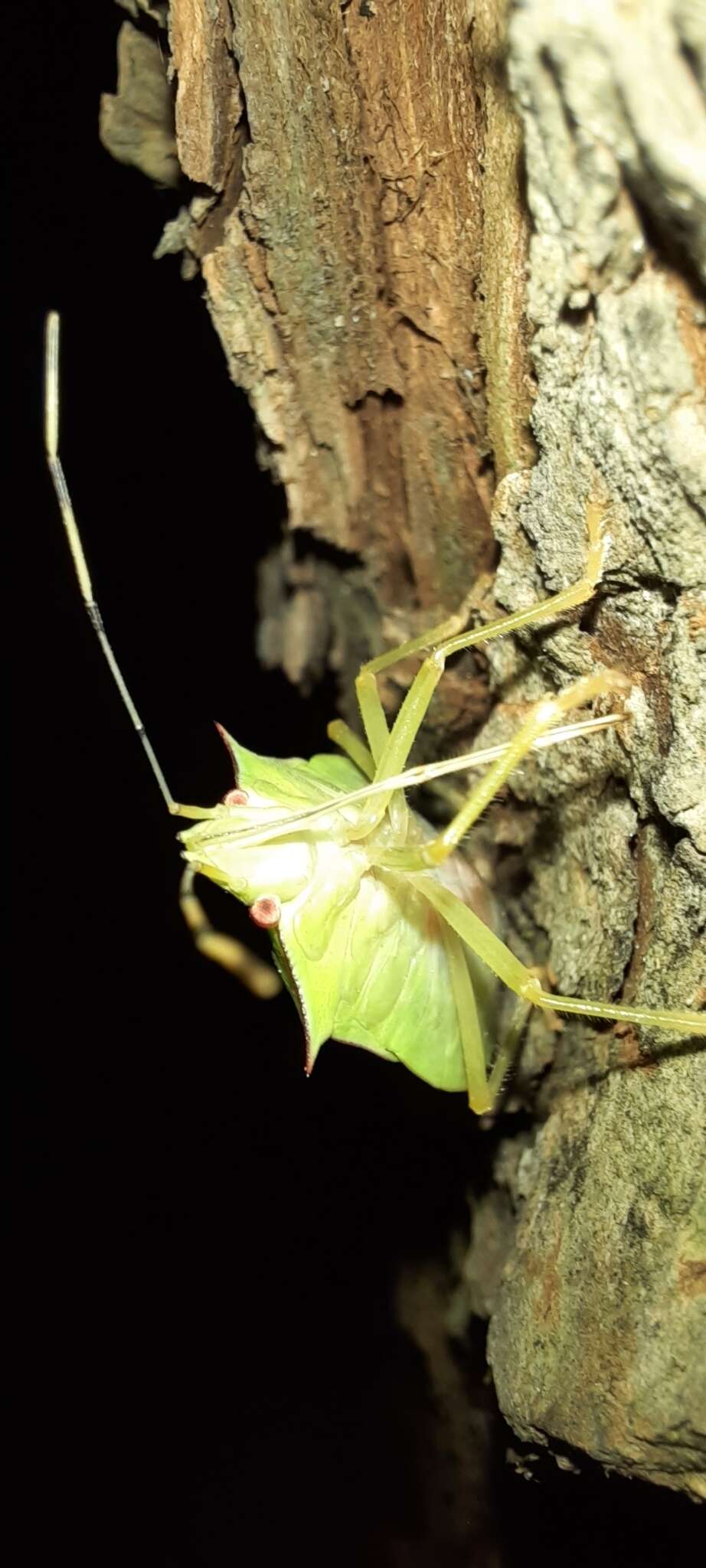 Image of Chlorocoris (Chlorocoris) distinctus Signoret 1851