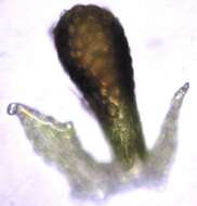 Image of Lepidolaena taylorii (Gottsche) Trevis.
